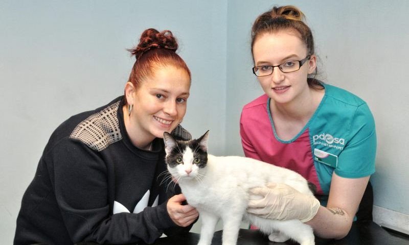 Kitten loses one of her nine lives