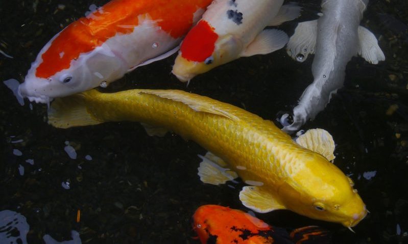 Koi Carp given mouth-to-mouth after being attacked by vandals