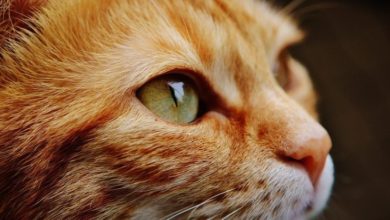 UK pets at risk as two-thirds of owners unaware of welfare needs