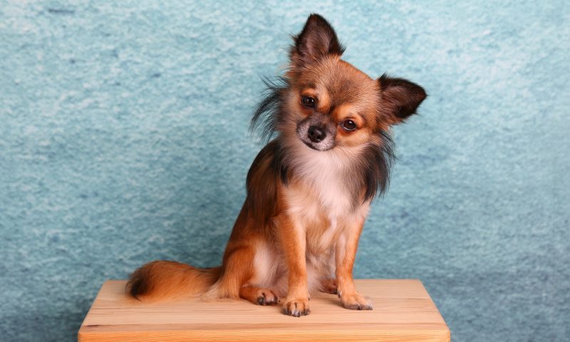 Raw food recalled over Salmonella fears