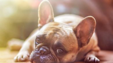New pet business website launched