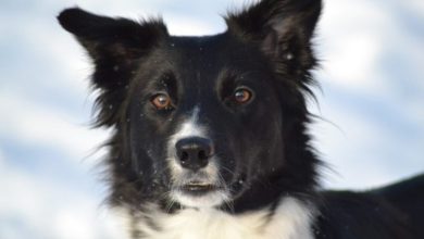 Vets warn pet owners about icy conditions