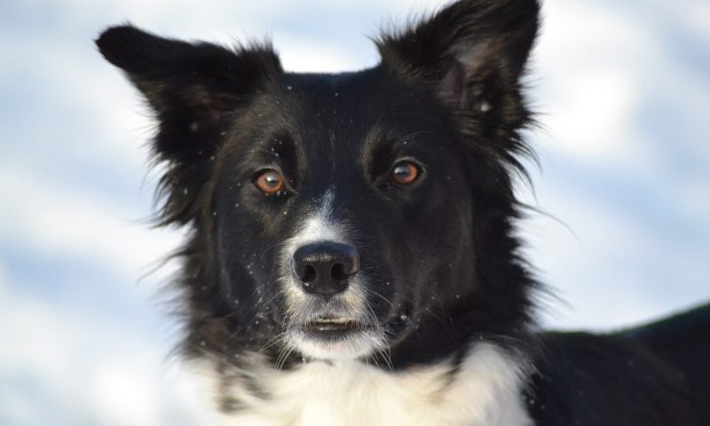 Vets warn pet owners about icy conditions