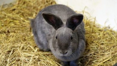 York pet store becomes ‘muesli free’