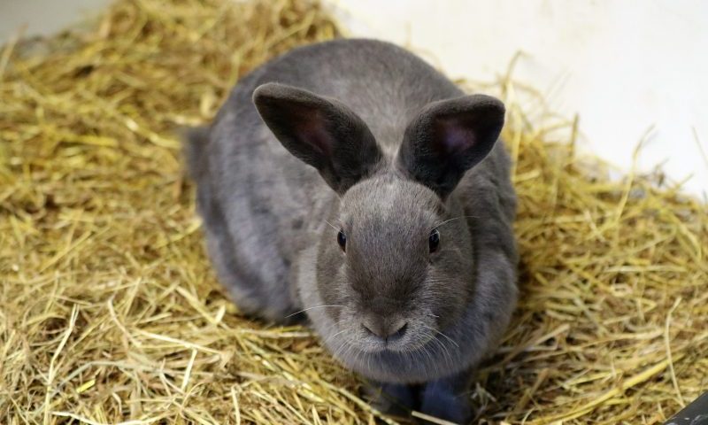 York pet store becomes ‘muesli free’