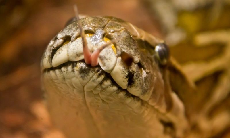 Pet shop owner cleared over python child deaths