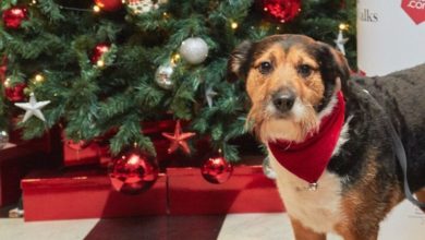 Mayhew Animal Home