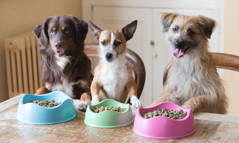 Dog food’s sustainably caught fish are MSC-certified