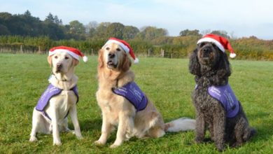 Charity gives top tips for keeping pets safe at Christmas