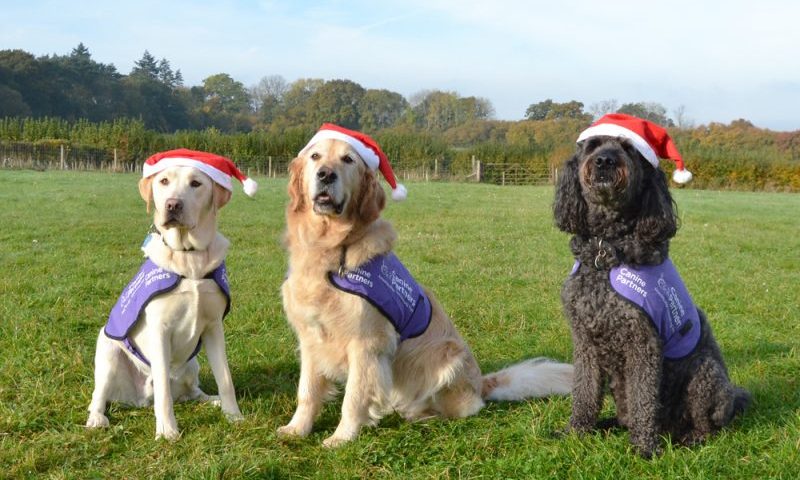 Charity gives top tips for keeping pets safe at Christmas