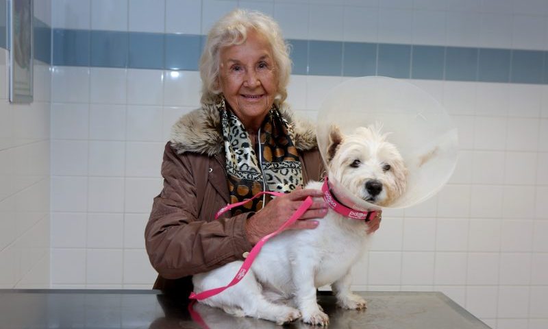 Vets bring dog ‘back from the dead’