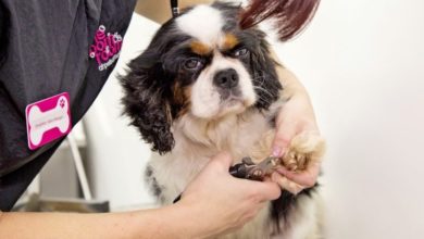 Abandoned dogs given a makeover