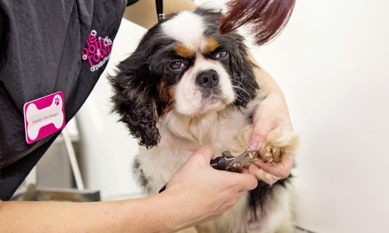 Abandoned dogs given a makeover