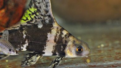 Organisation warns about unlicensed fish