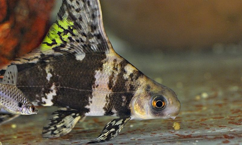 Organisation warns about unlicensed fish