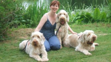 Dogmatic wins award for the fourth time
