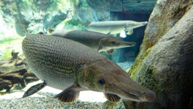 Gar