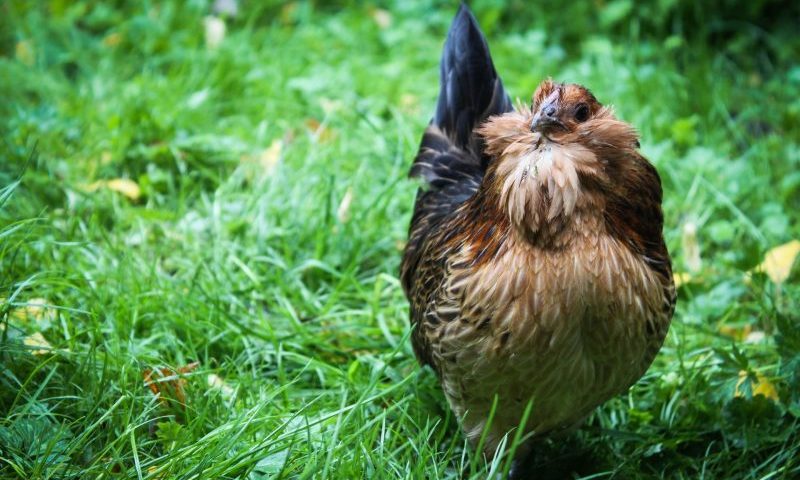 ‘Poultry owners must keep birds inside’ due to bird flu concerns
