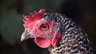 Vets respond to confirmation of avian influenza