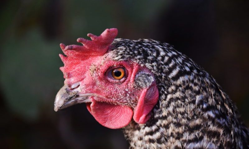 Vets respond to confirmation of avian influenza