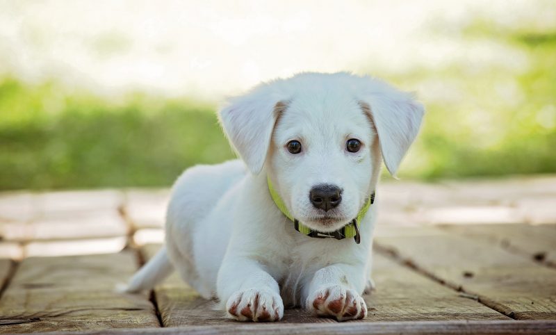 Scottish SPCA welcomes debate on illegal puppy trafficking