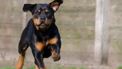New service launched for dog lovers