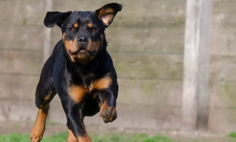 New service launched for dog lovers