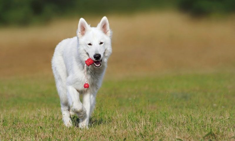 MedicAnimal welcomes ex-Sainsbury’s head of business development