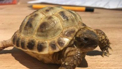 Stolen tortoise returned to pet shop
