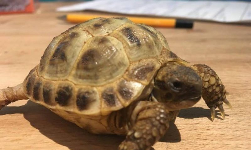 Stolen tortoise returned to pet shop