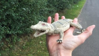 RSPCA reveals its most amusing call outs