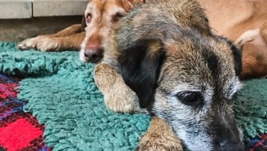 Dogs can suffer winter blues