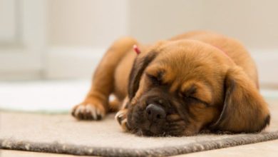 ‘Click of a button’ owners cause rise in unwanted pets