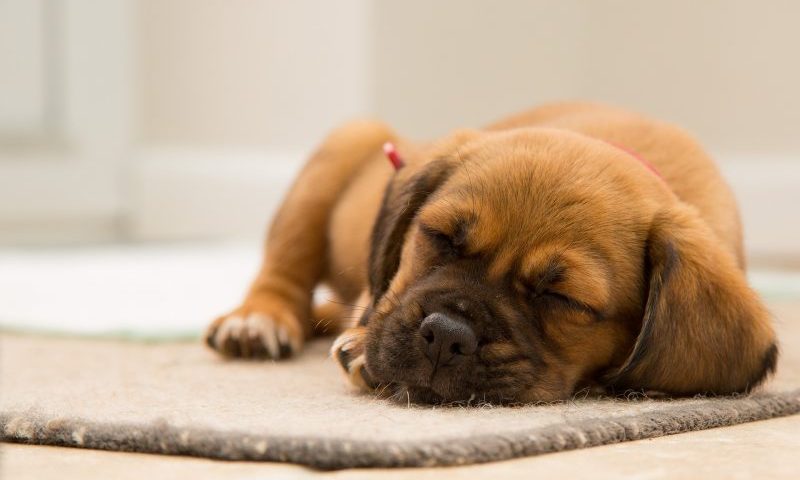 ‘Click of a button’ owners cause rise in unwanted pets