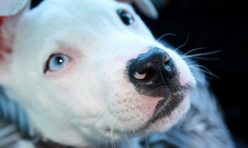 Over 50,000 back BSL campaign