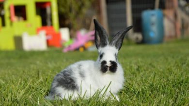Millions of pets face loneliness claims charity