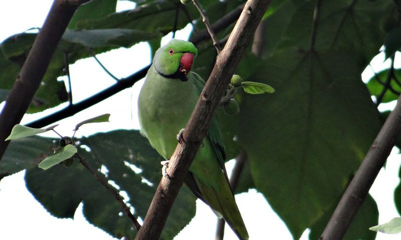 Bird trade causes alien species