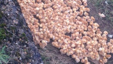1,000 chicks abandoned in a field