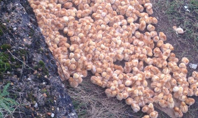 1,000 chicks abandoned in a field