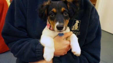 Puppy purchased as present dumped