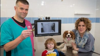 Dog has lucky escape after swallowing a toy train