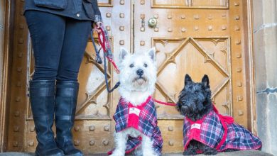 Official brand tartan fabric unveiled by pet company
