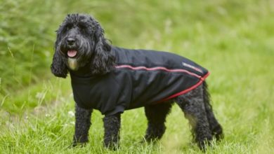Equine company branches into the dog sector