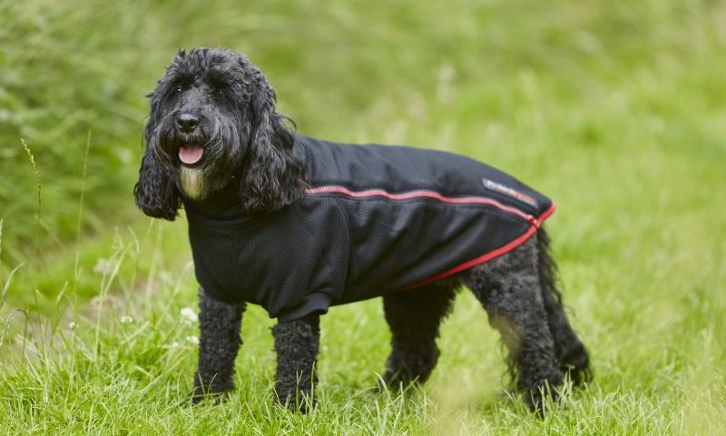 Equine company branches into the dog sector