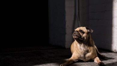 Euthanasia drug found in dog food