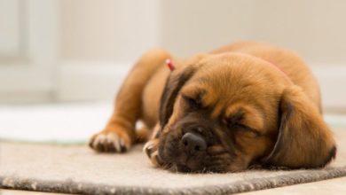 New puppy sale laws crack down on backyard breeders