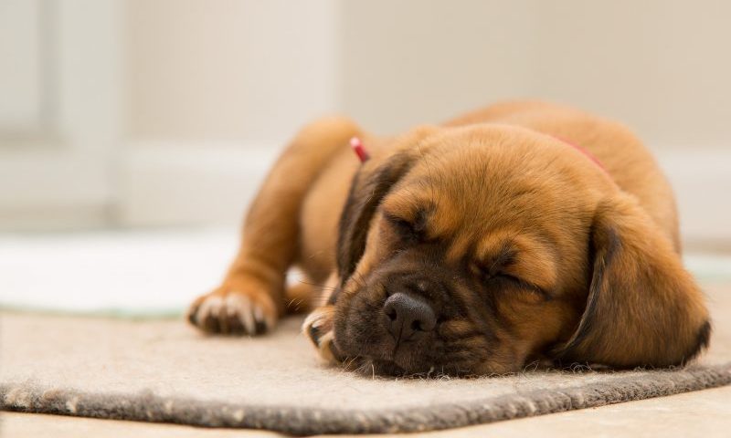 New Puppy Sale Laws Crack Down On Backyard Breeders Post