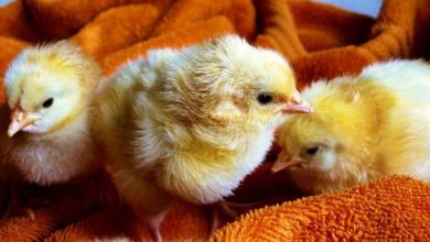 New avian flu measures announced