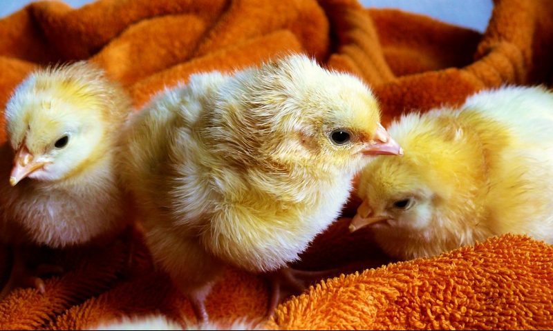 New avian flu measures announced