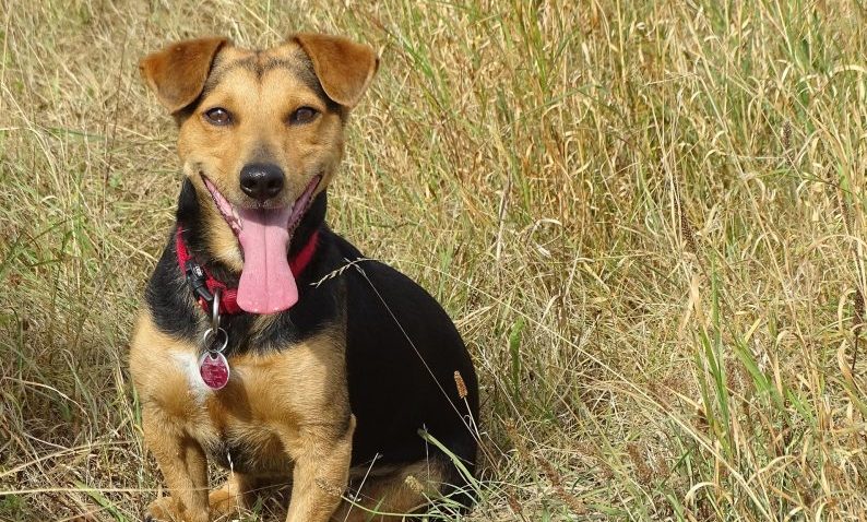 Woofmasta is on the hunt for dogs who can blog